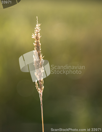 Image of Summer Grass