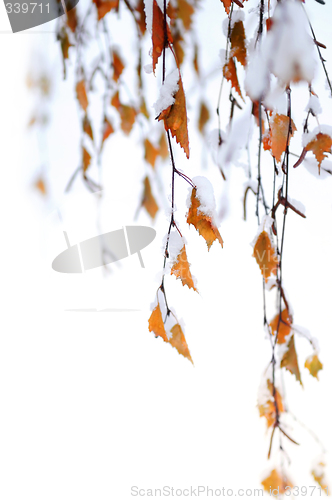 Image of Snowy branches