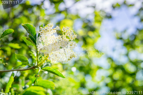 Image of Elderberry flower in a garden