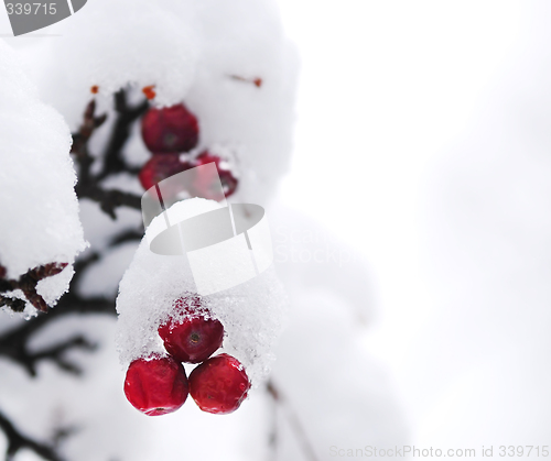 Image of Winter berries