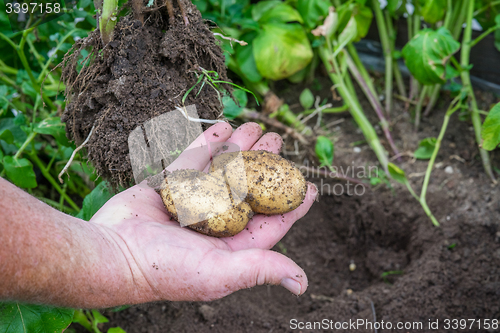 Image of Potatoes from a garden