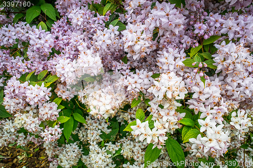 Image of White flowers on a bush