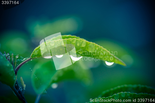 Image of Green leaf with four raindrops