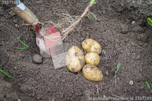 Image of Potatoes and a shovel in the soil