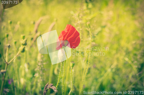 Image of Poppy flower on a field