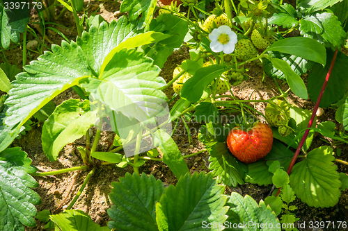 Image of Stawberry in a garden