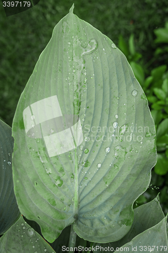Image of Green leaf with raindrops in a garden