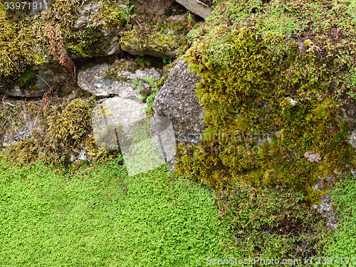 Image of Stone wall and moss.