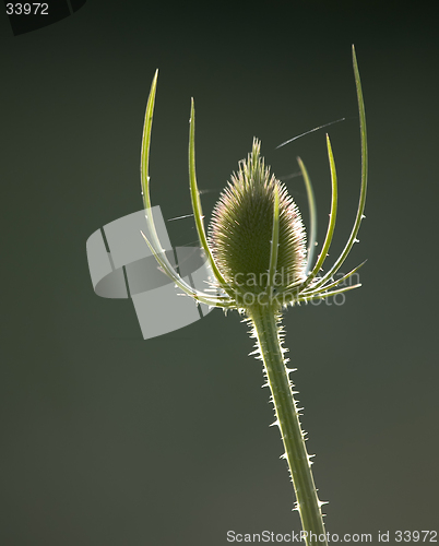 Image of Teasel