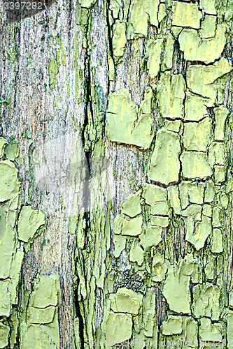 Image of green tree bark texture background