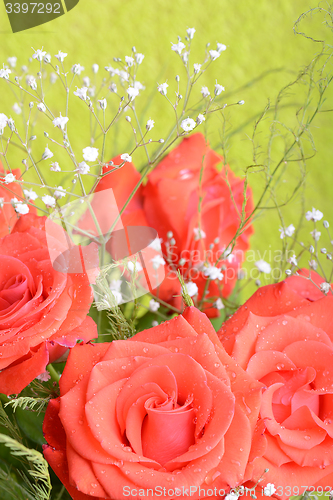 Image of Red rose as a natural and holidays background