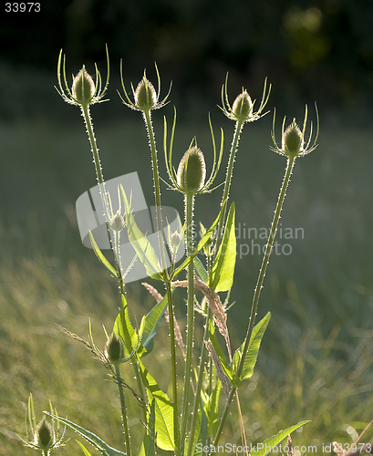 Image of Teasel 2