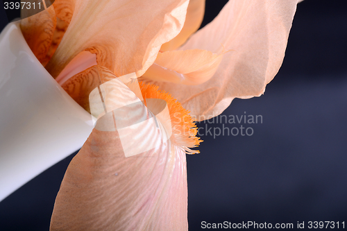 Image of Orange Cosmos flower on black background