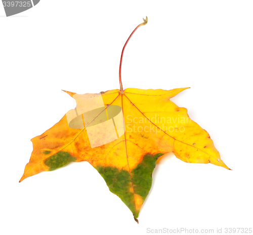 Image of Autumn multicolor maple leaf