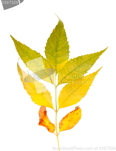 Image of Autumnal ash-tree leaves