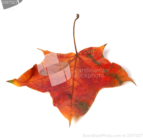 Image of Red autumn maple leaf