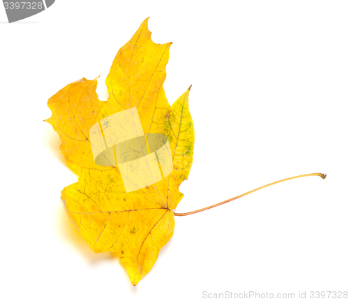 Image of Yellow autumn maple-leaf isolated