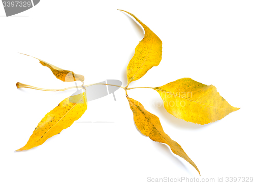 Image of Yellow autumnal ash-tree leaves on white background