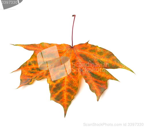 Image of Multicolor autumn maple-leaf