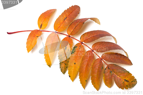 Image of Autumnal rowan leaf