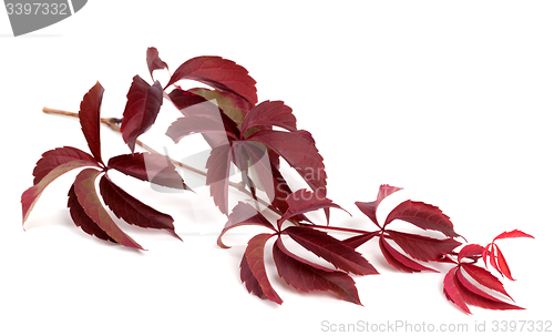 Image of Branch of dark red autumn grapes leaves