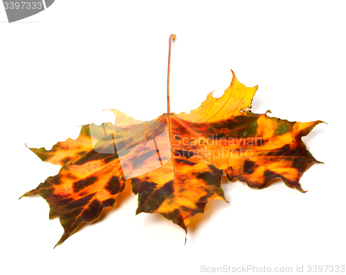 Image of Multicolor autumnal maple leaf