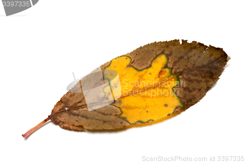 Image of Multicolor dried autumn leaf