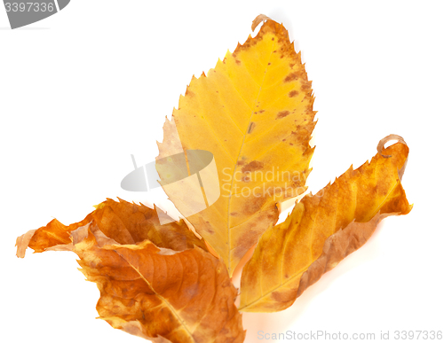 Image of Part of dried yellow ash-tree leaf