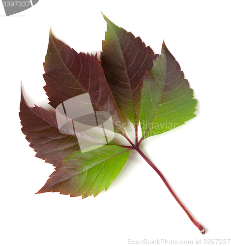 Image of Multicolor autumnal virginia creeper leaf