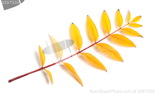 Image of Yellow autumn rowan leaf