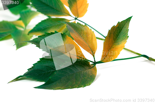 Image of Multicolor grapes leaves (Parthenocissus quinquefolia foliage)