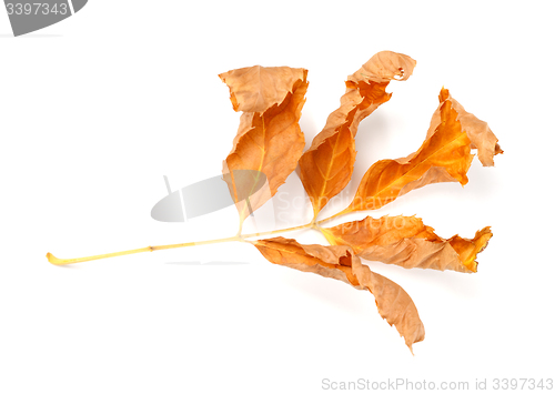 Image of Dry autumnal ash-tree leaves