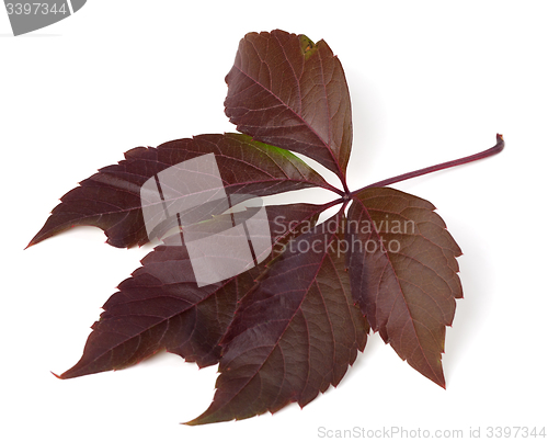 Image of Autumn virginia creeper leaf (Parthenocissus quinquefolia foliag