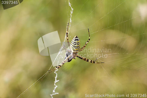 Image of Spider with prey