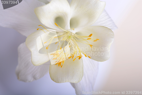 Image of Close up image of white tulip on black