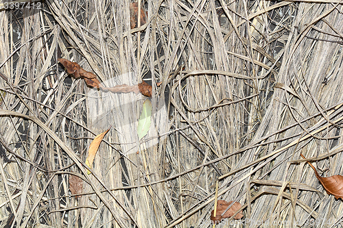 Image of Lone green fir tree leaf on a backcloth of wood chips