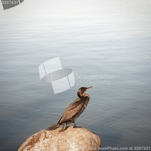 Image of Cormorant standing on the rock