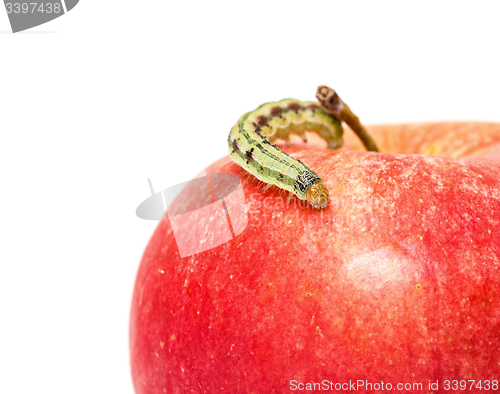 Image of Green Caterpillar Creeps on Red Apple