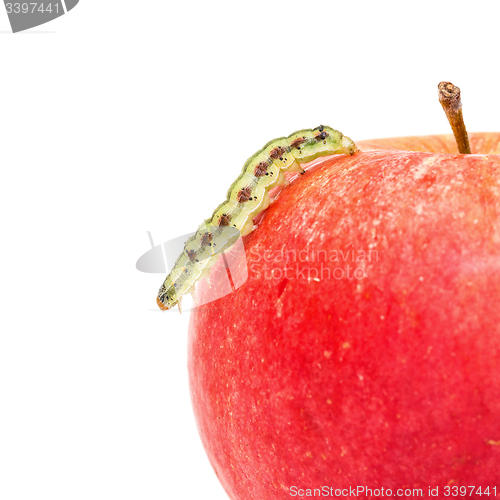 Image of Green Caterpillar Creeps on Red Apple