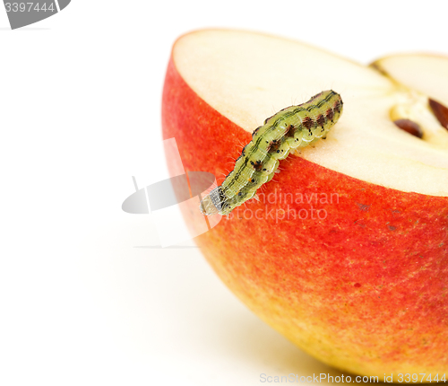 Image of Green Caterpillar Creeps on Red Apple
