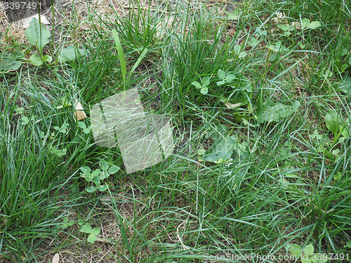 Image of Green grass meadow background