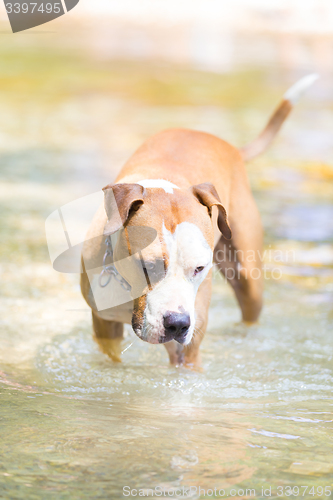 Image of American staffordshire terrier dog playing in water.