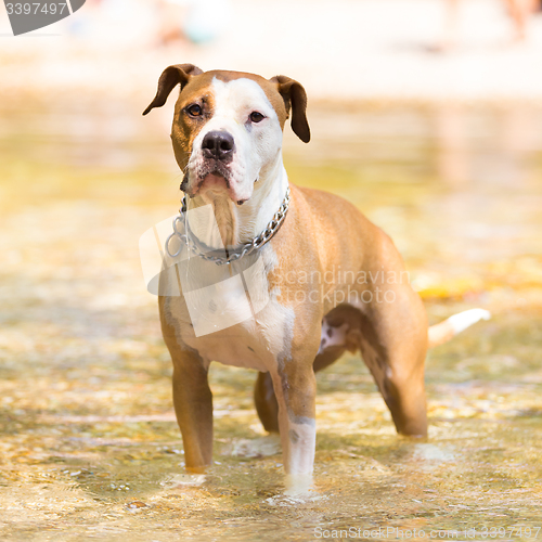 Image of American staffordshire terrier dog playing in water.