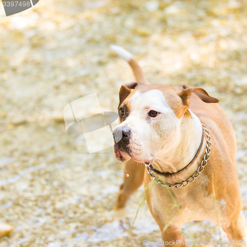 Image of American staffordshire terrier dog playing in water.