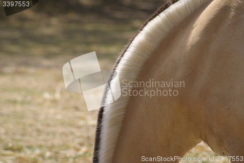 Image of forelock of a norwegian fjord horse (black and white)