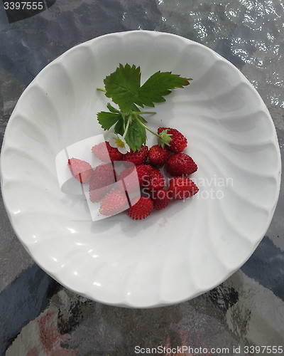 Image of Wild strawberries