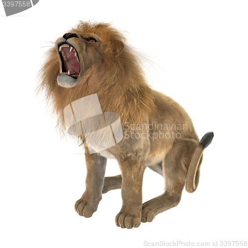 Image of Male Lion
