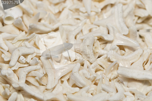 Image of Huge ammount of shark teeth