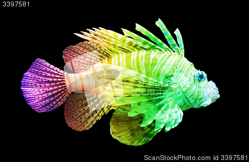 Image of Pterois volitans, Lionfish - Isolated on black