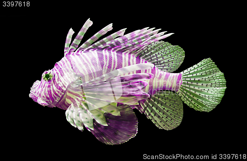 Image of Pterois volitans, Lionfish - Isolated on black